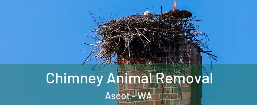 Chimney Animal Removal Ascot - WA