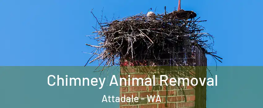 Chimney Animal Removal Attadale - WA