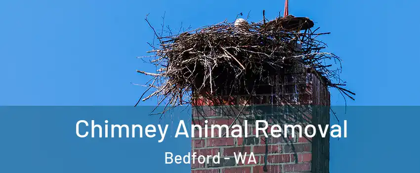 Chimney Animal Removal Bedford - WA