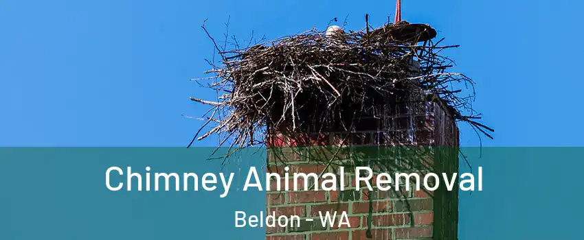 Chimney Animal Removal Beldon - WA
