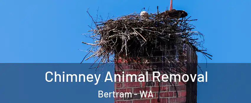 Chimney Animal Removal Bertram - WA
