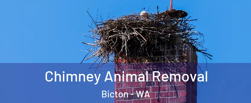 Chimney Animal Removal Bicton - WA