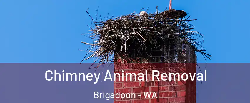Chimney Animal Removal Brigadoon - WA