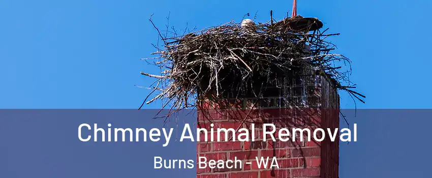Chimney Animal Removal Burns Beach - WA