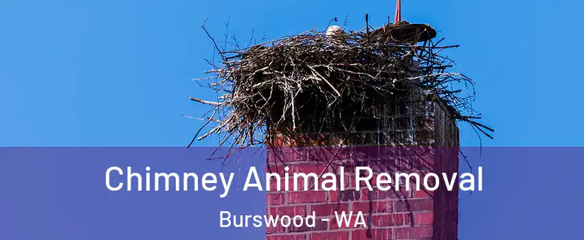Chimney Animal Removal Burswood - WA