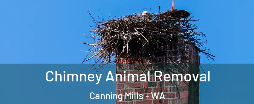 Chimney Animal Removal Canning Mills - WA