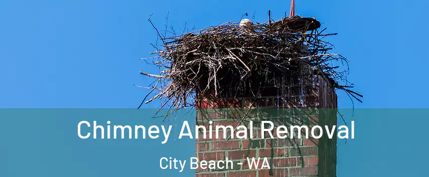 Chimney Animal Removal City Beach - WA
