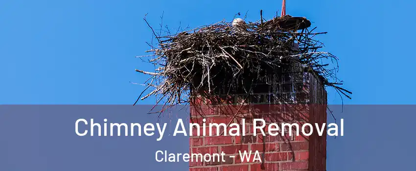 Chimney Animal Removal Claremont - WA