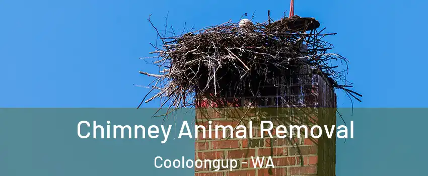 Chimney Animal Removal Cooloongup - WA