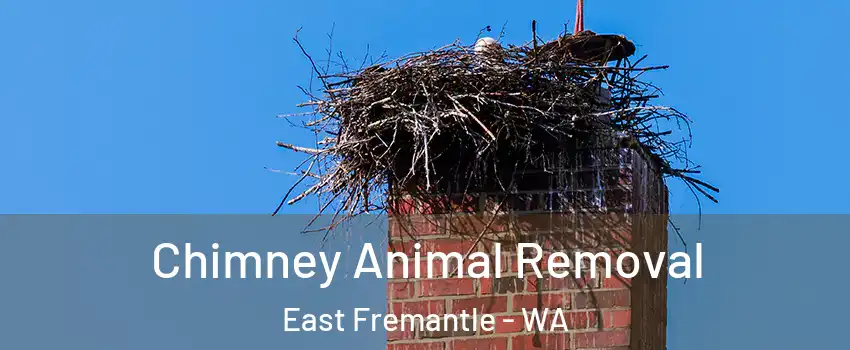 Chimney Animal Removal East Fremantle - WA