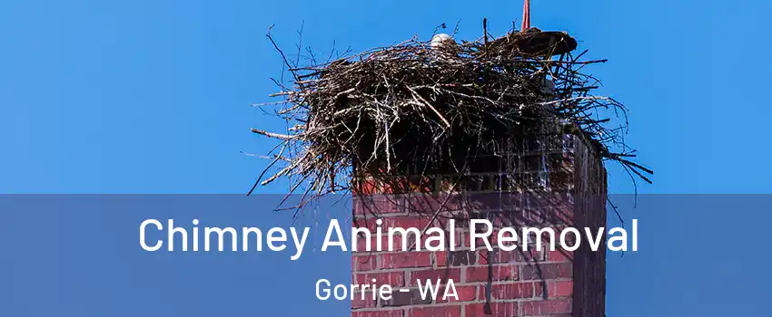 Chimney Animal Removal Gorrie - WA