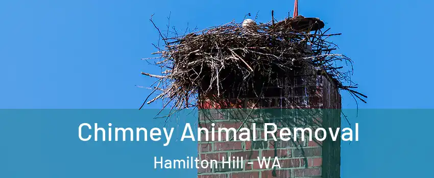 Chimney Animal Removal Hamilton Hill - WA