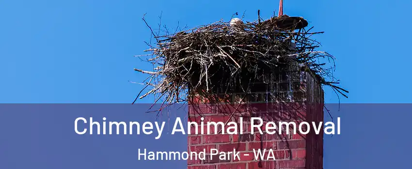 Chimney Animal Removal Hammond Park - WA