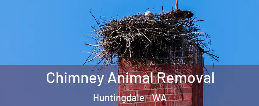Chimney Animal Removal Huntingdale - WA