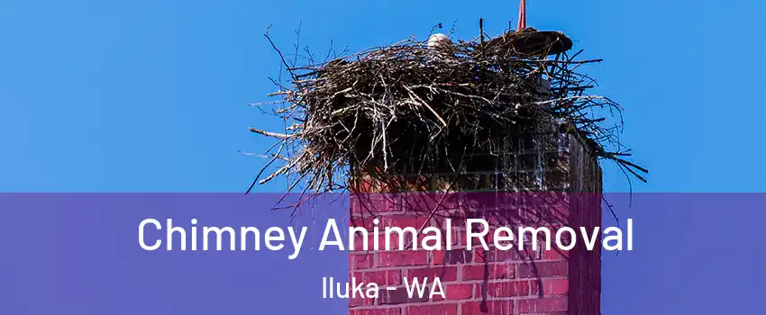 Chimney Animal Removal Iluka - WA
