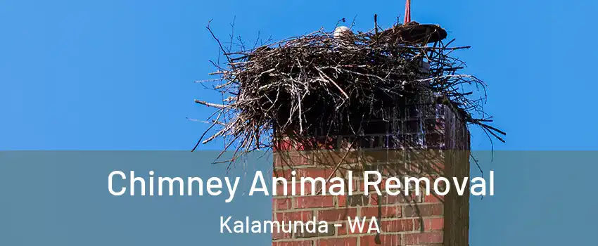 Chimney Animal Removal Kalamunda - WA