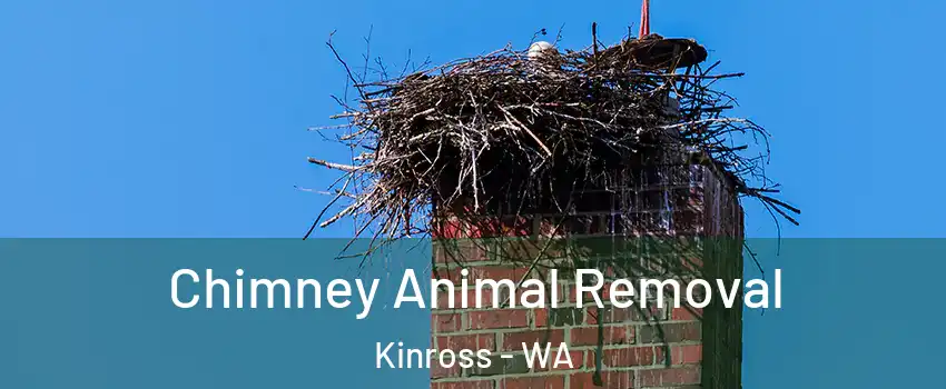 Chimney Animal Removal Kinross - WA