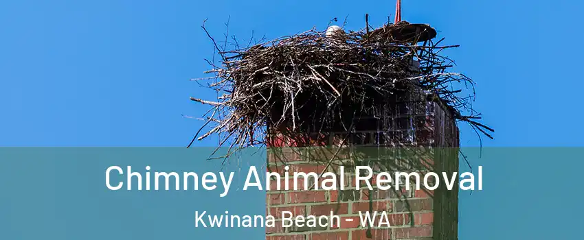 Chimney Animal Removal Kwinana Beach - WA