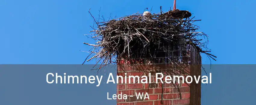 Chimney Animal Removal Leda - WA