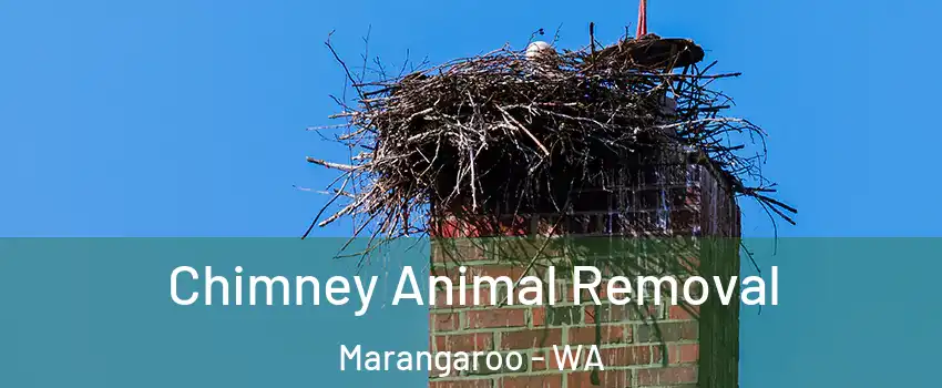 Chimney Animal Removal Marangaroo - WA