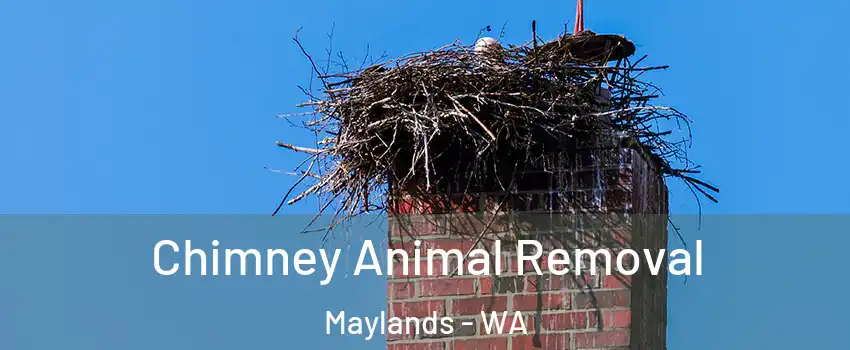 Chimney Animal Removal Maylands - WA