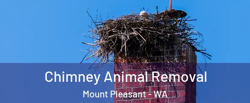 Chimney Animal Removal Mount Pleasant - WA