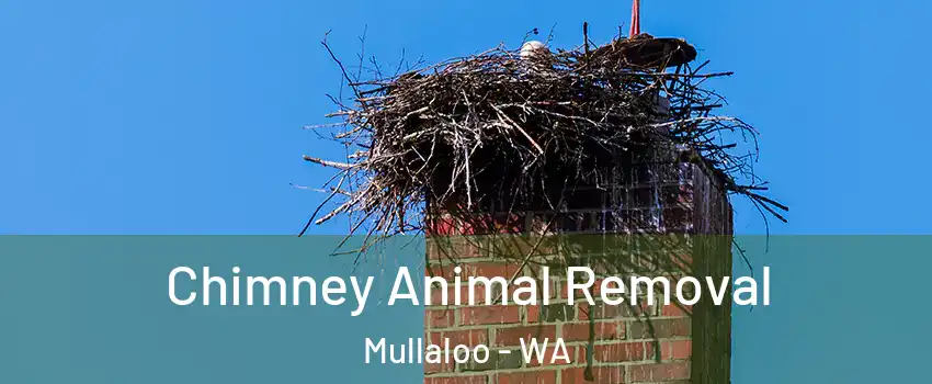 Chimney Animal Removal Mullaloo - WA