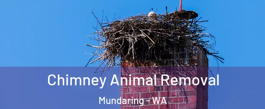Chimney Animal Removal Mundaring - WA