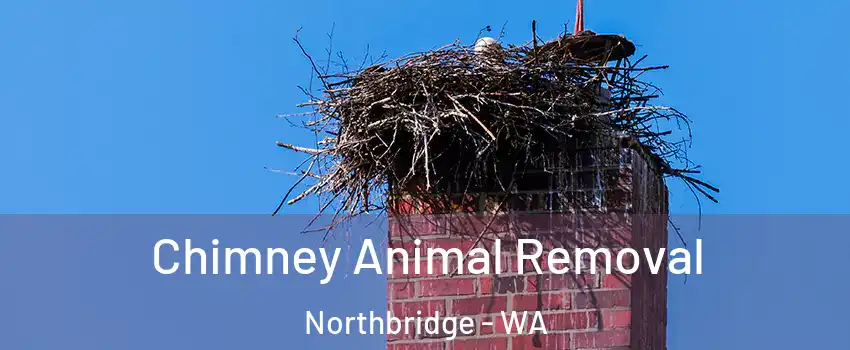 Chimney Animal Removal Northbridge - WA