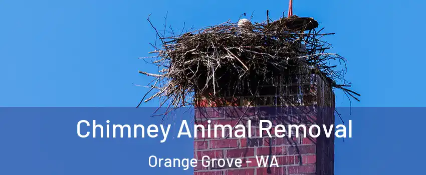 Chimney Animal Removal Orange Grove - WA