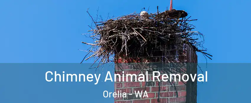 Chimney Animal Removal Orelia - WA