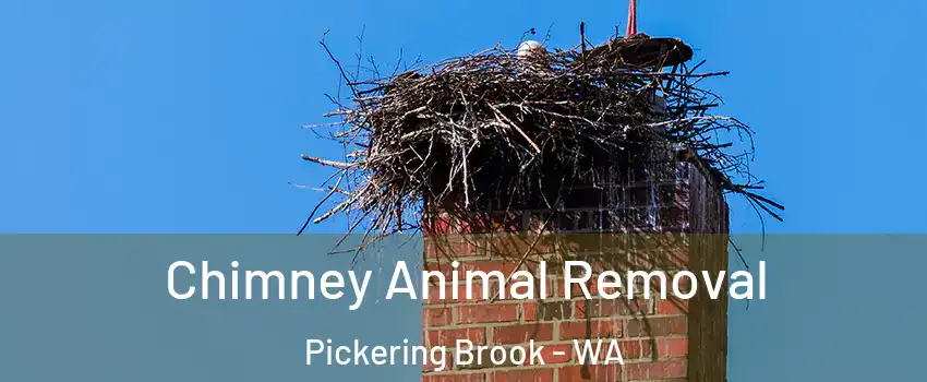 Chimney Animal Removal Pickering Brook - WA