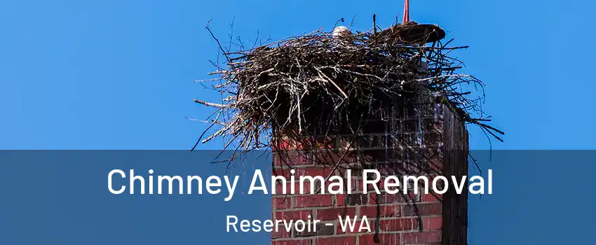 Chimney Animal Removal Reservoir - WA