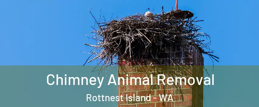 Chimney Animal Removal Rottnest Island - WA