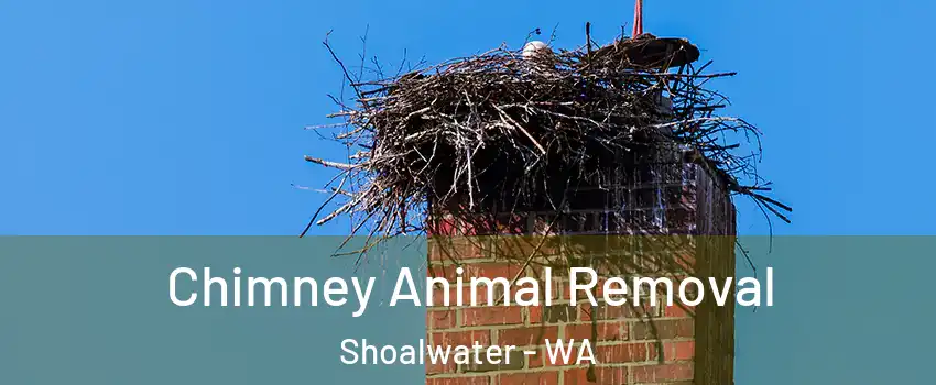 Chimney Animal Removal Shoalwater - WA