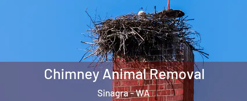 Chimney Animal Removal Sinagra - WA