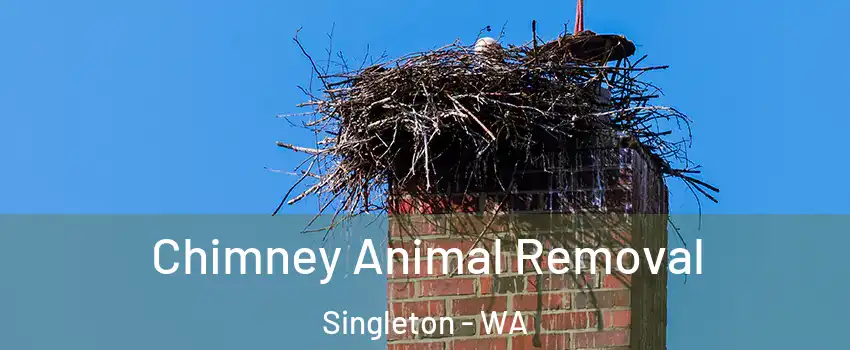 Chimney Animal Removal Singleton - WA