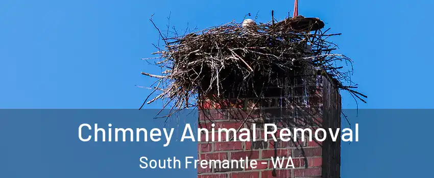 Chimney Animal Removal South Fremantle - WA