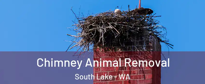 Chimney Animal Removal South Lake - WA
