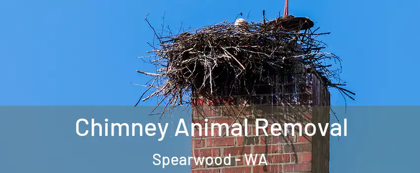 Chimney Animal Removal Spearwood - WA