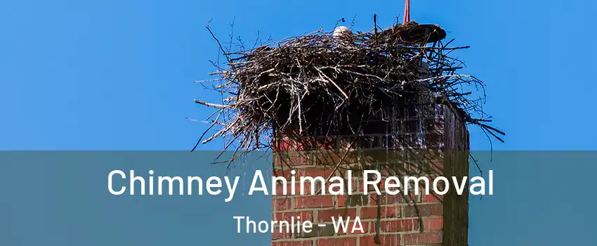 Chimney Animal Removal Thornlie - WA