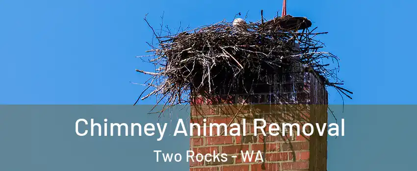 Chimney Animal Removal Two Rocks - WA