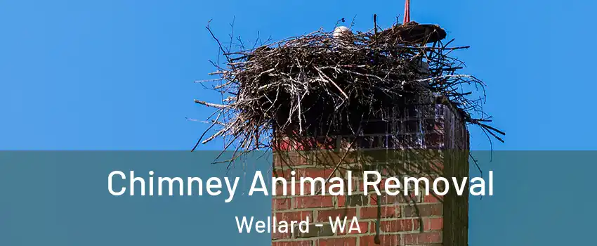 Chimney Animal Removal Wellard - WA
