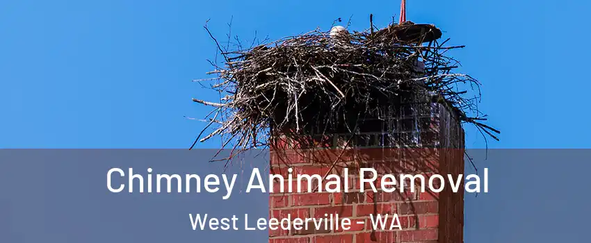  Chimney Animal Removal West Leederville - WA