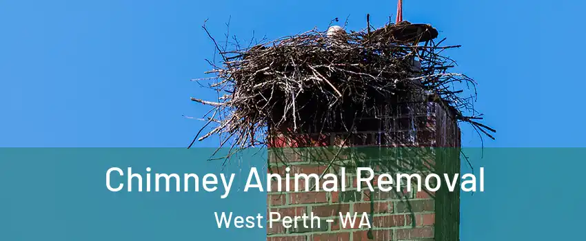 Chimney Animal Removal West Perth - WA