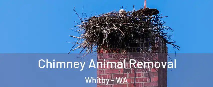Chimney Animal Removal Whitby - WA