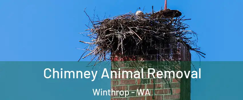 Chimney Animal Removal Winthrop - WA