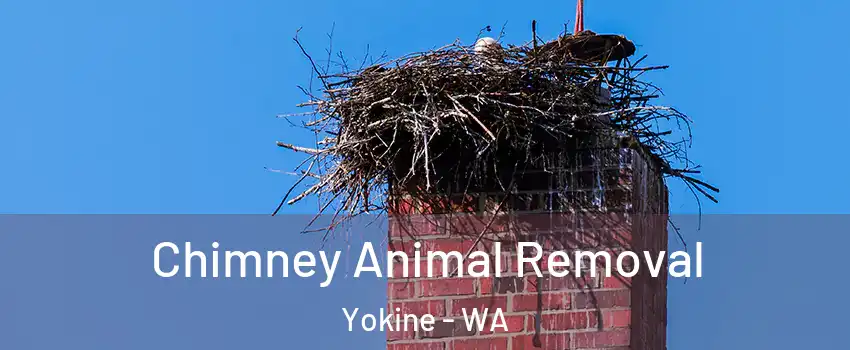 Chimney Animal Removal Yokine - WA