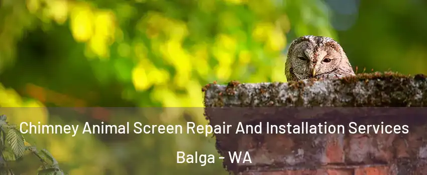 Chimney Animal Screen Repair And Installation Services Balga - WA