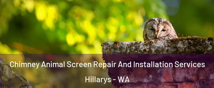 Chimney Animal Screen Repair And Installation Services Hillarys - WA